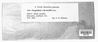 Phragmidium rubi-saxatilis image